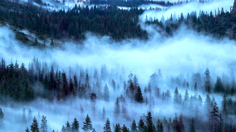 Foggy forest Taganai