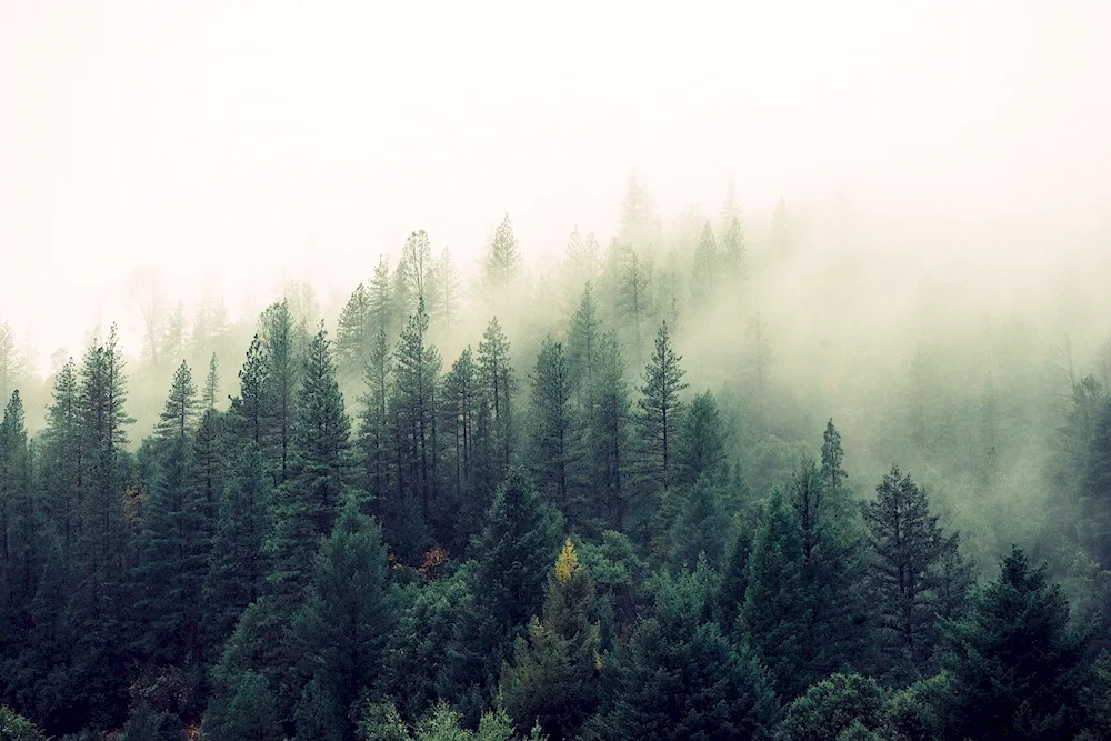 Dark Forest dense fog forest Taganai