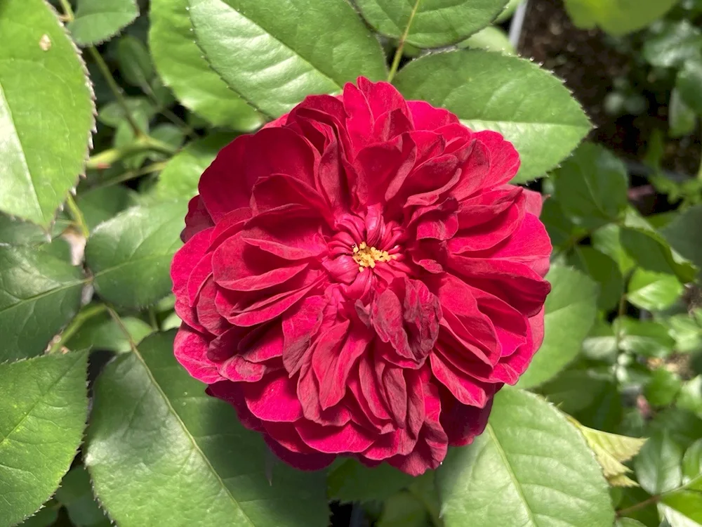 Darcy Bussell