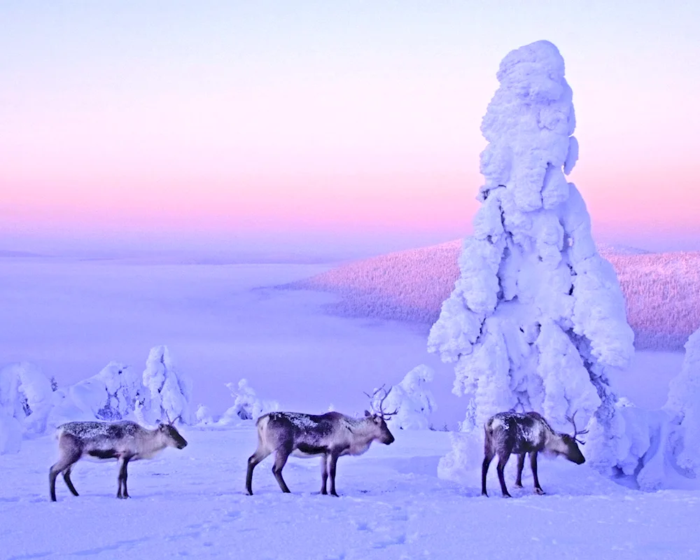 Tundra of Yamal