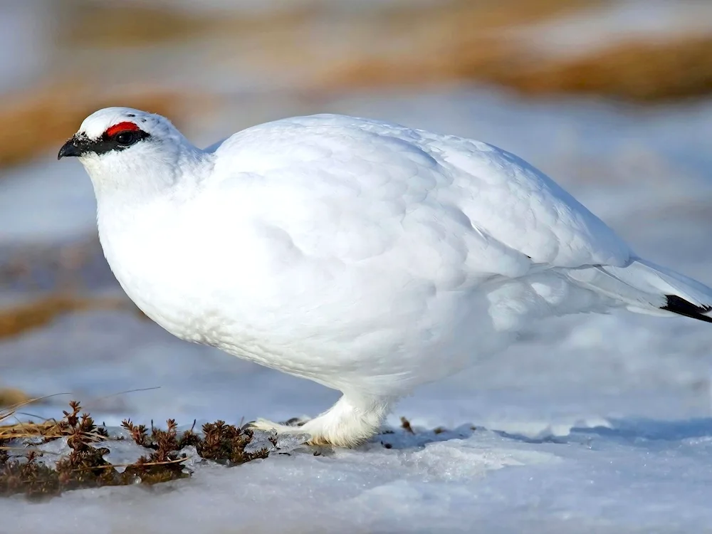 Tundra owl Ptarmigan