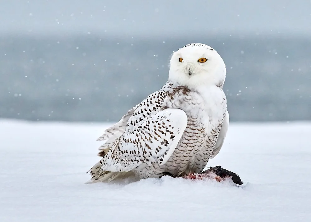 Tundra Polar Owl