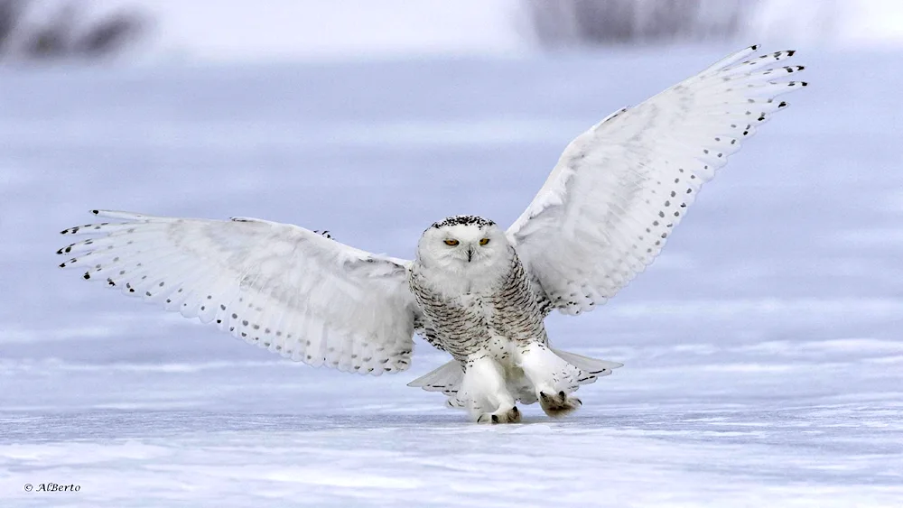 Tundra Polar owl