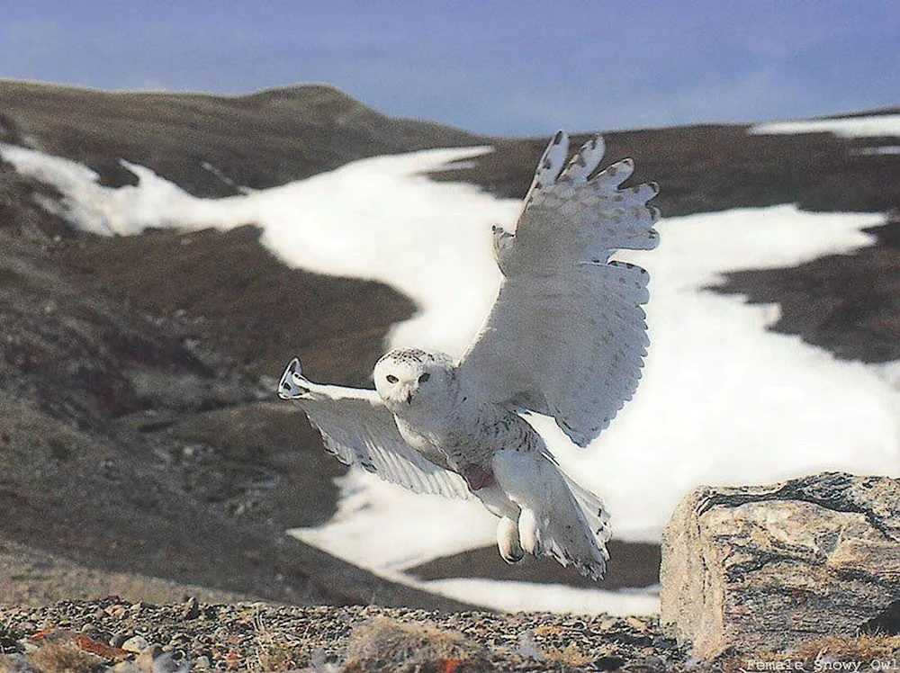 Tundra Polar Owl