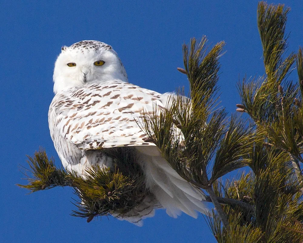 Tundra Polar Owl