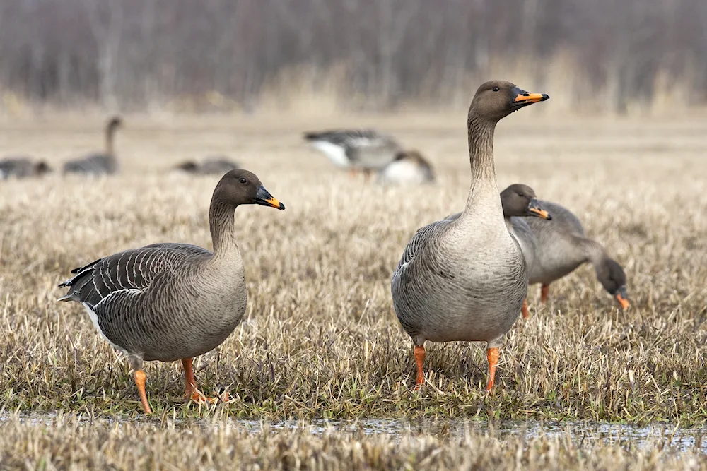 Wild Bean Goose