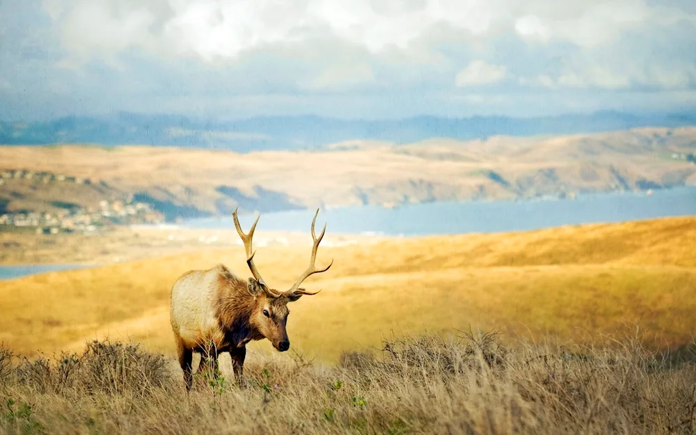 Deer in the forest