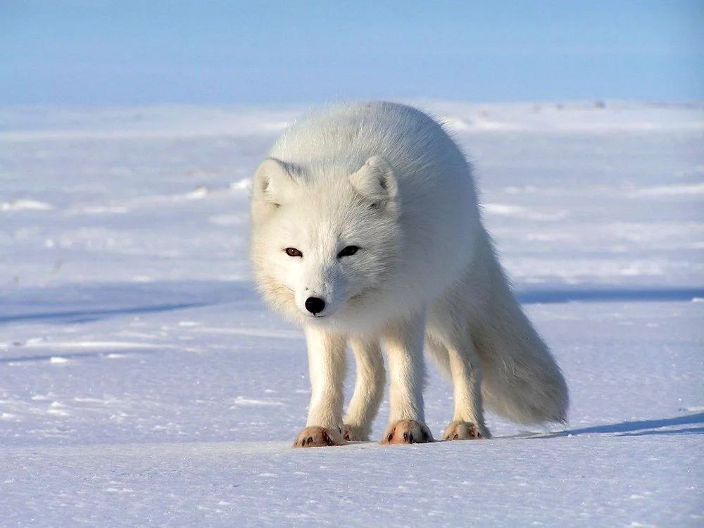 Polar fox Arctic fox