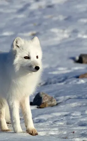 Tundra Arctic fox