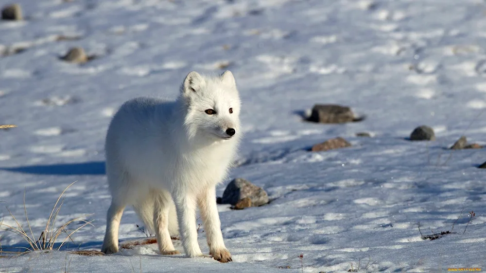 Tundra Arctic fox