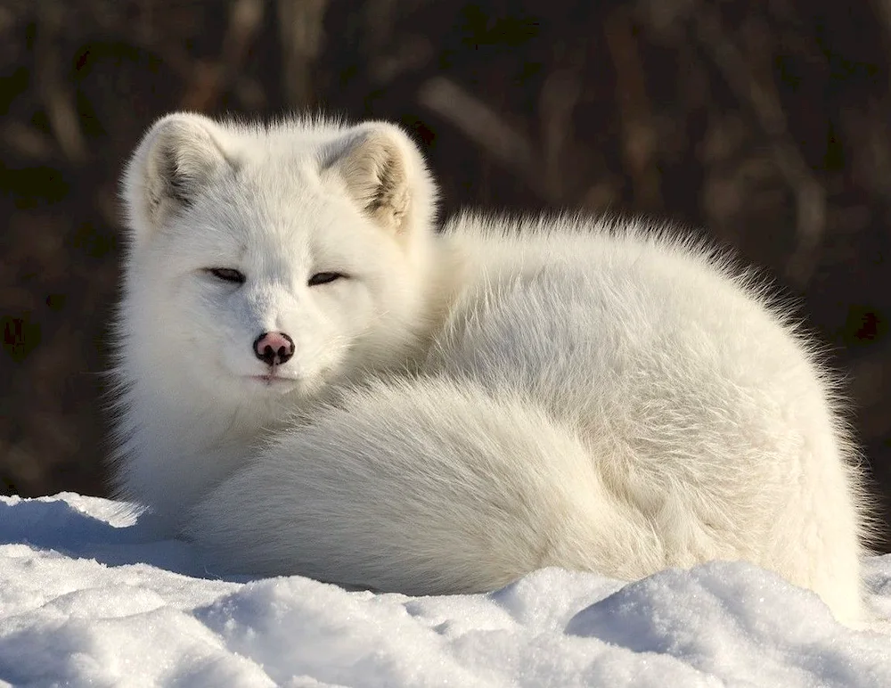 Tundra Arctic fox