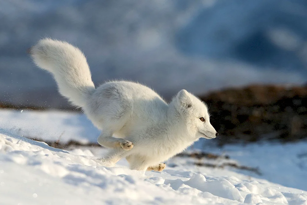 Tundra Arctic fox