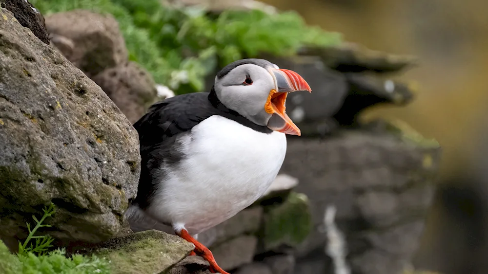 Atlantic puffin