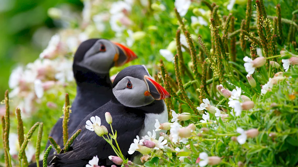 Atlantic puffin