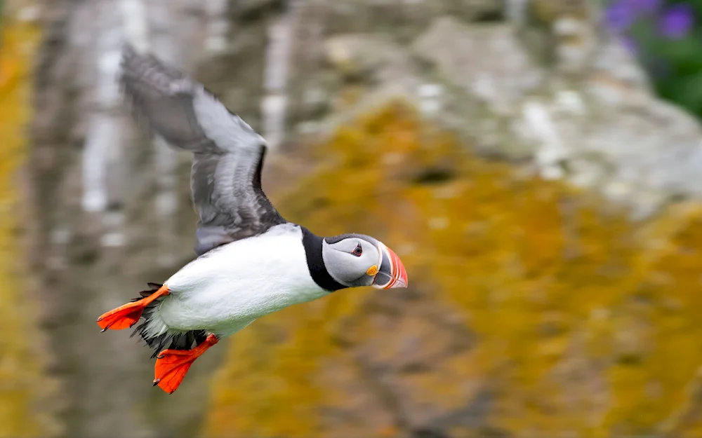 Atlantic puffin