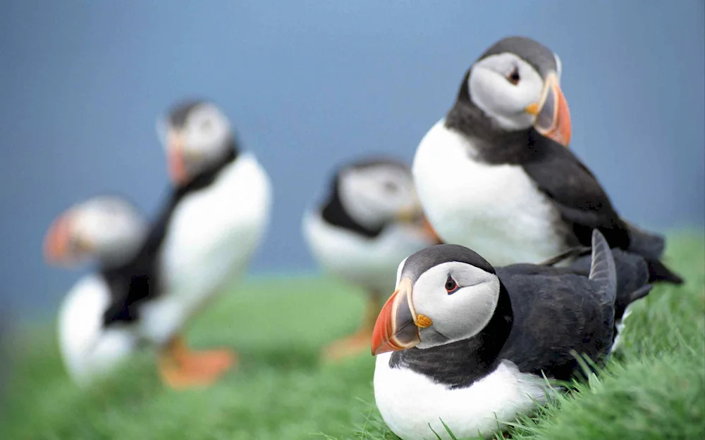 Atlantic puffin