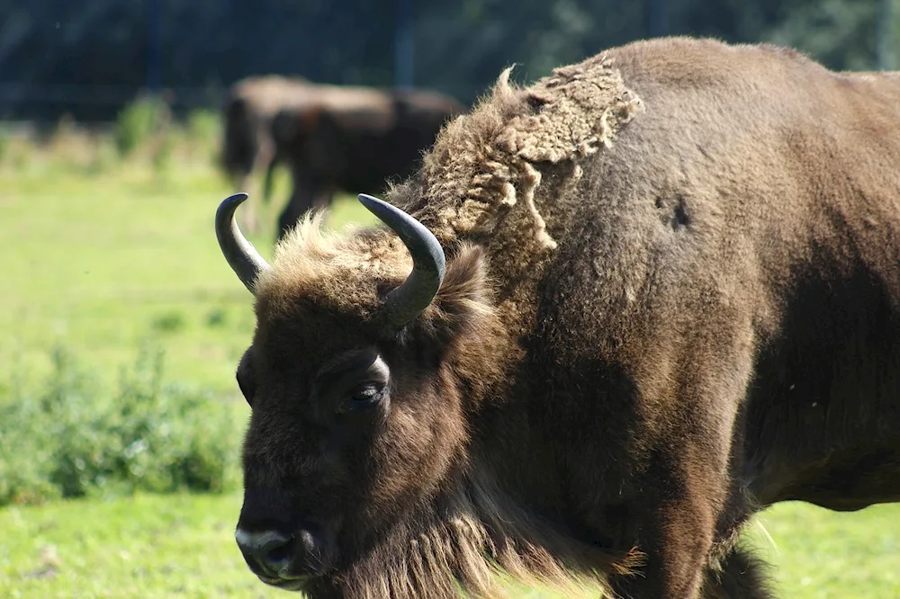 Tian- Shan mountain goat