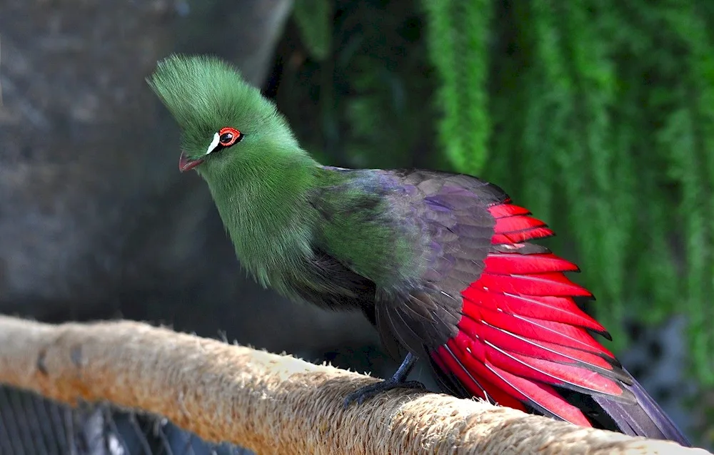 Australian lorikeet