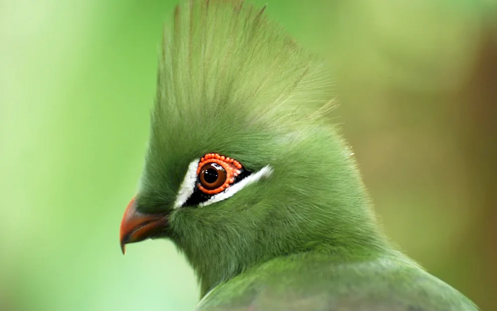 Crested whistler