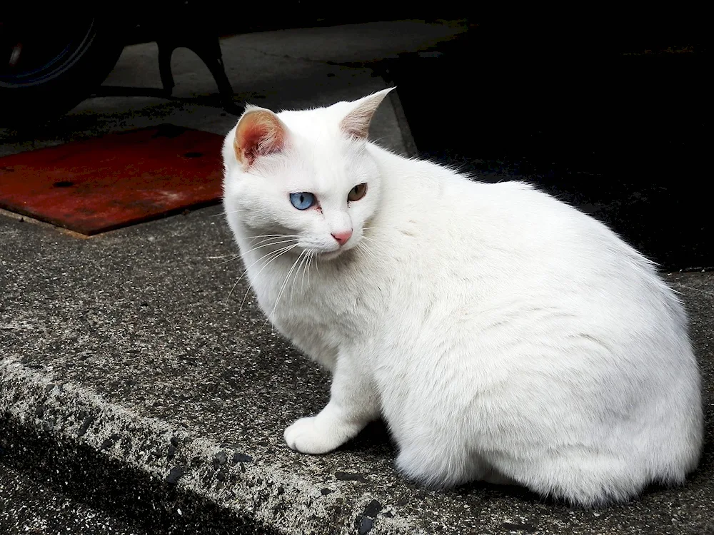 Turkish Anatolian cat white