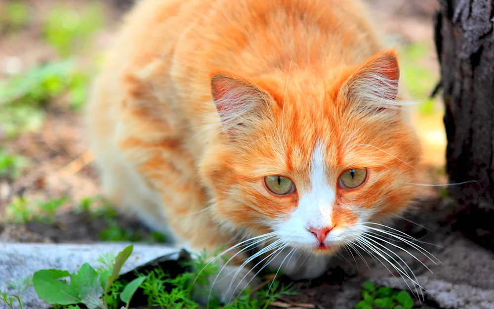 Turkish Anatolian cat red