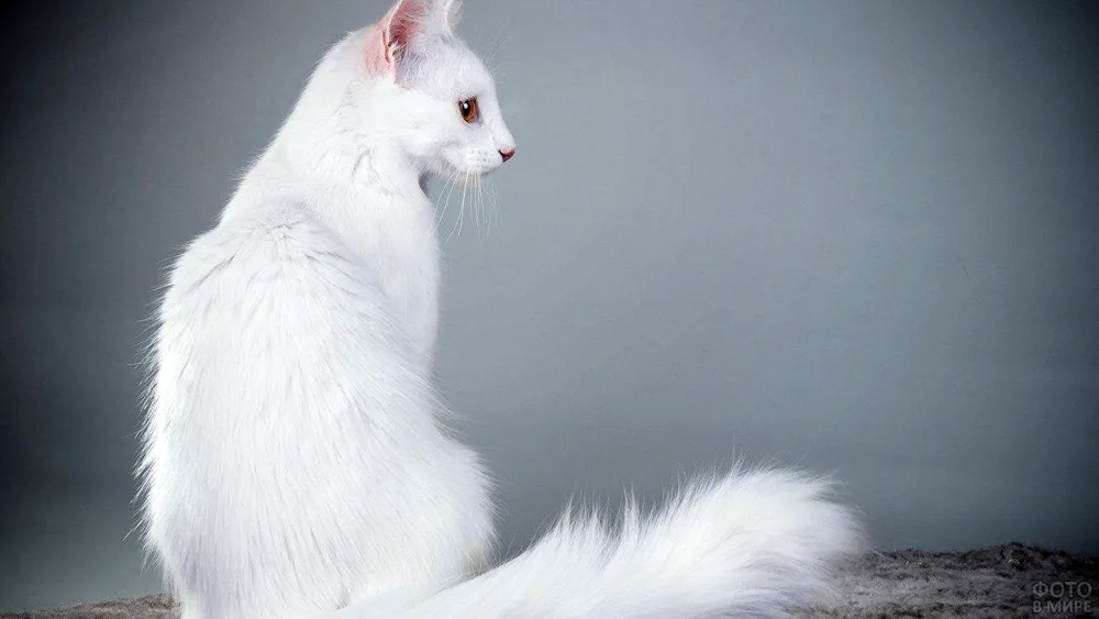 Turkish Angora cat Bicolour