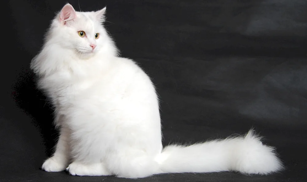 Turkish Angora bicolour