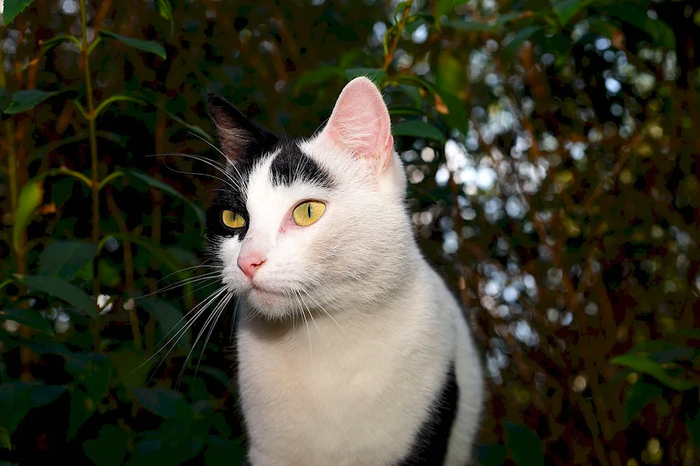 Turkish Angora bicolour