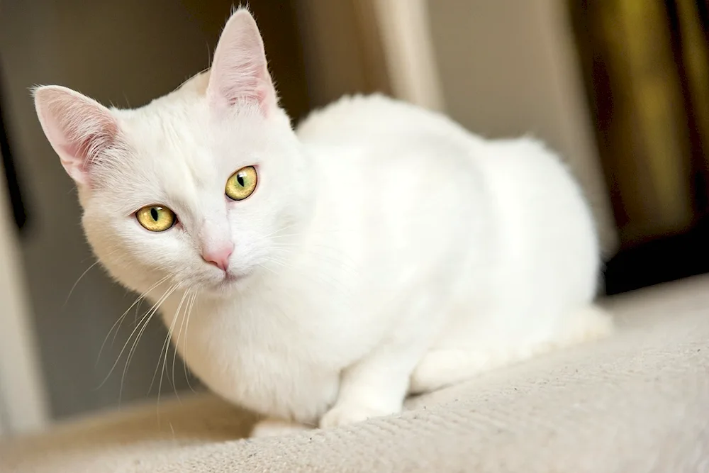 Angora albino cat