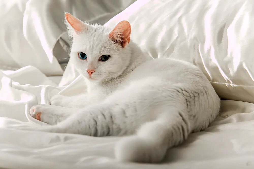 Turkish Angora cat