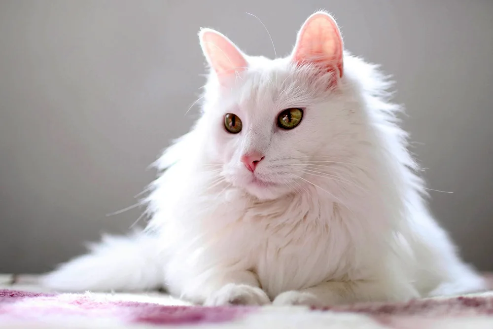 Turkish Angora cat