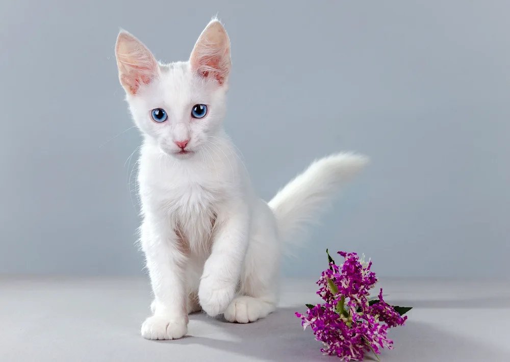 Turkish angora cat