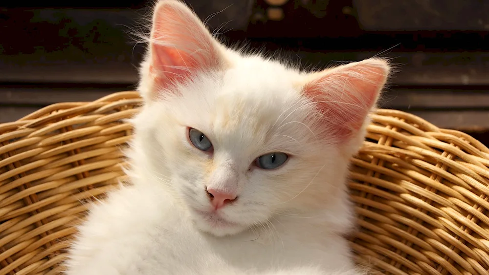 Turkish Angora cat short-haired