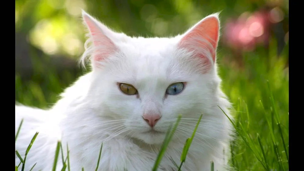 White smooth-haired cat