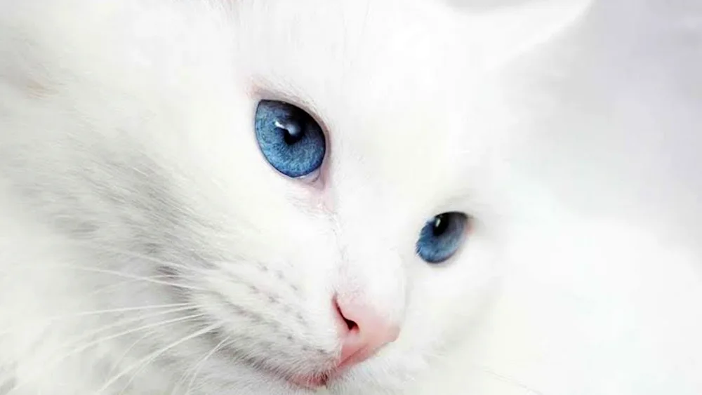 Turkish angora mixed-eyed cat.