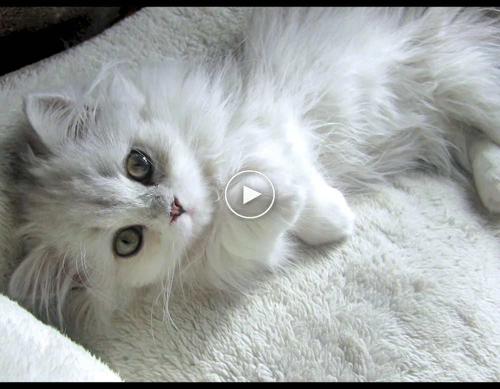 Alaskan snow cat. cat