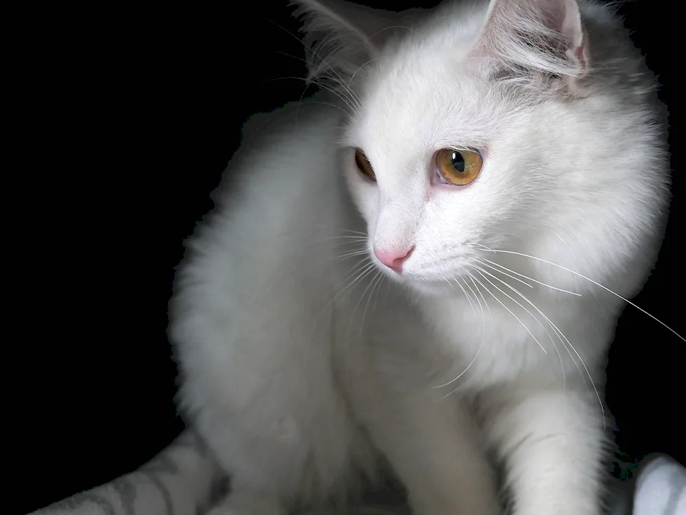 Turkish Angora cat