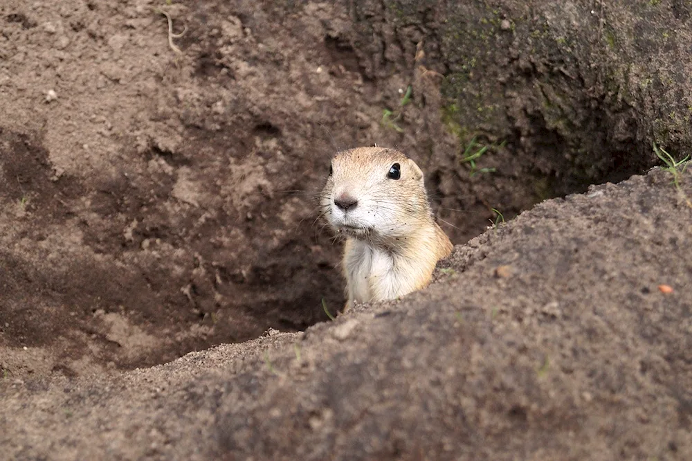 Turkish Rodent Dog