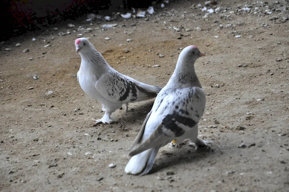 Slaughter pigeons Turkish Takla