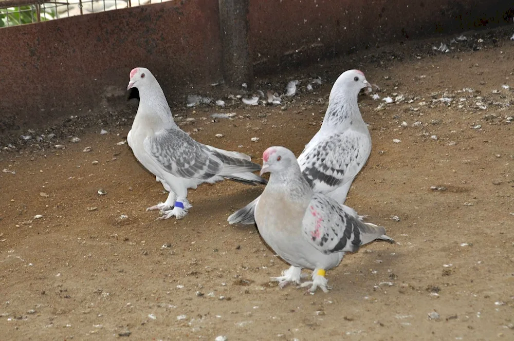 Slaughter pigeons Turkish Takla