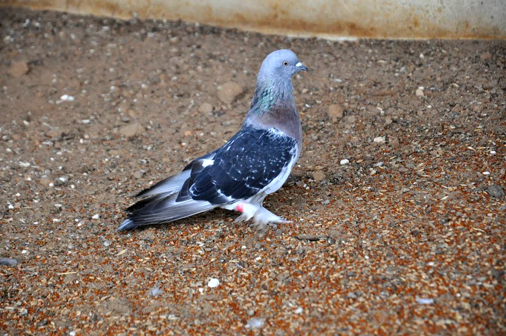 Turkish Takla