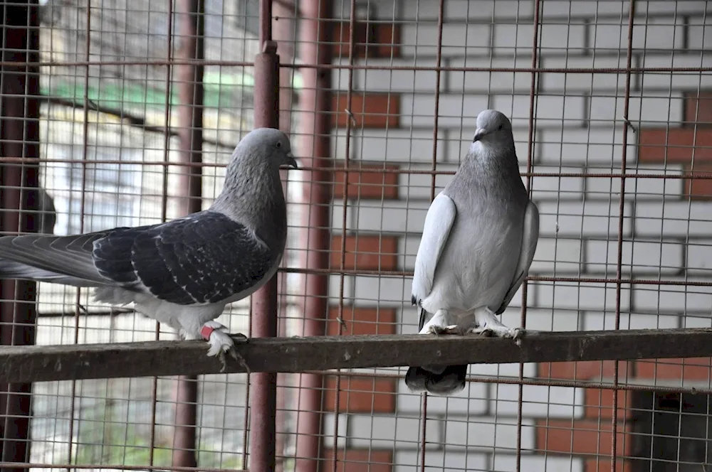Turkish pigeons Takla