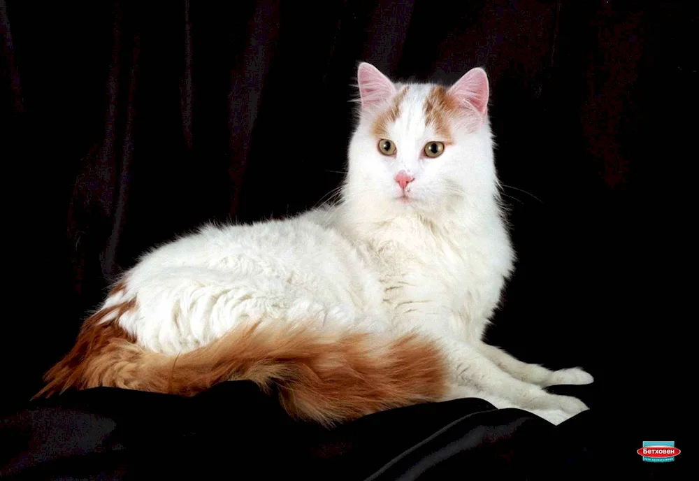 Turkish Van cat