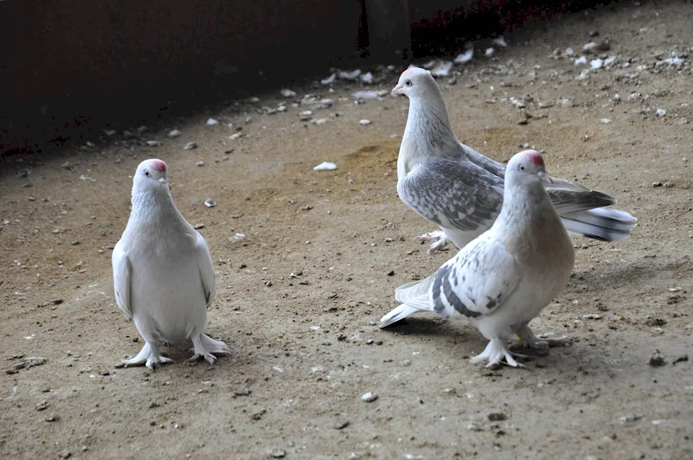 Turkish fighting pigeonsTakla Ankara