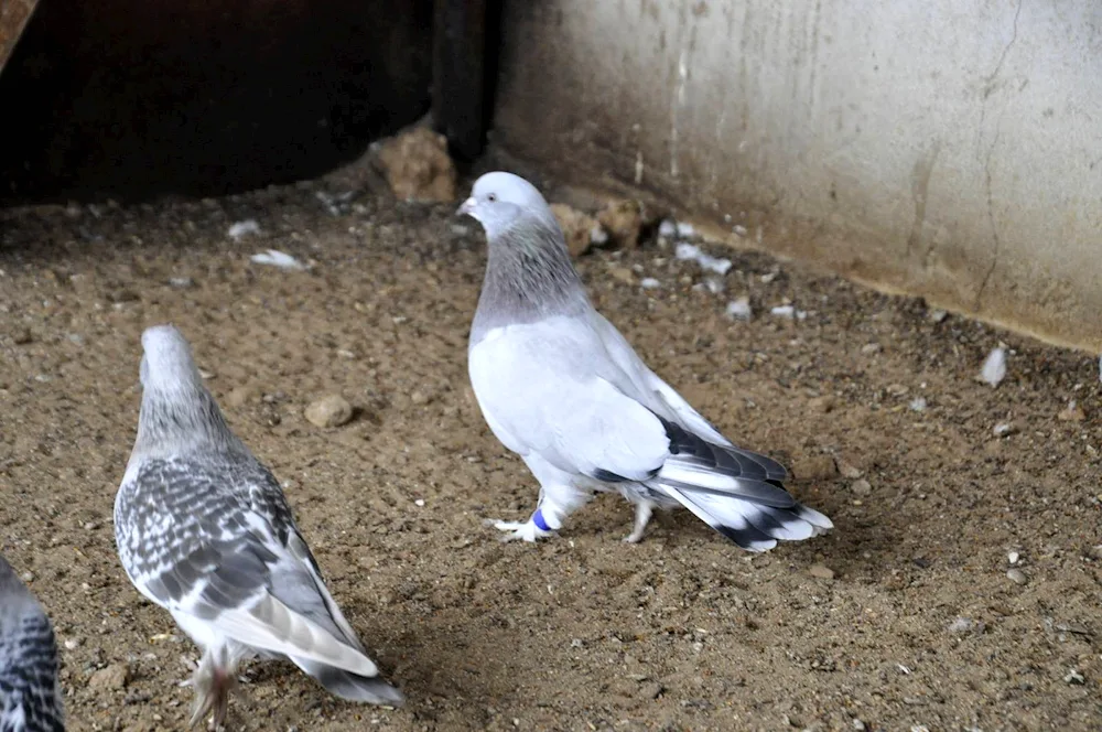 Turkish pigeons Takla masti