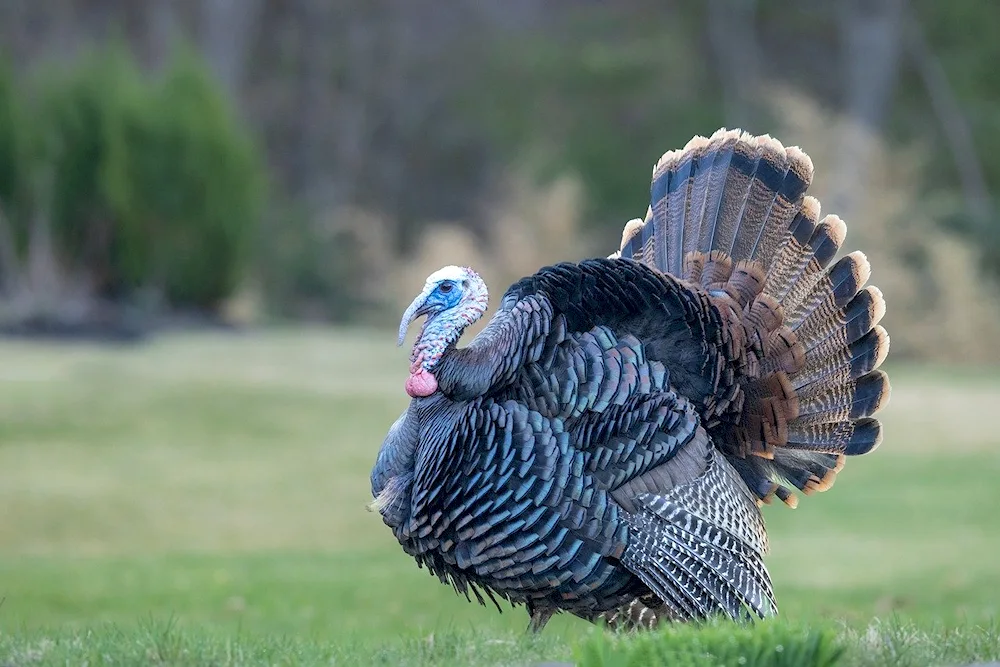 Turkish birds