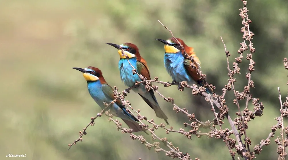 Turkish birds