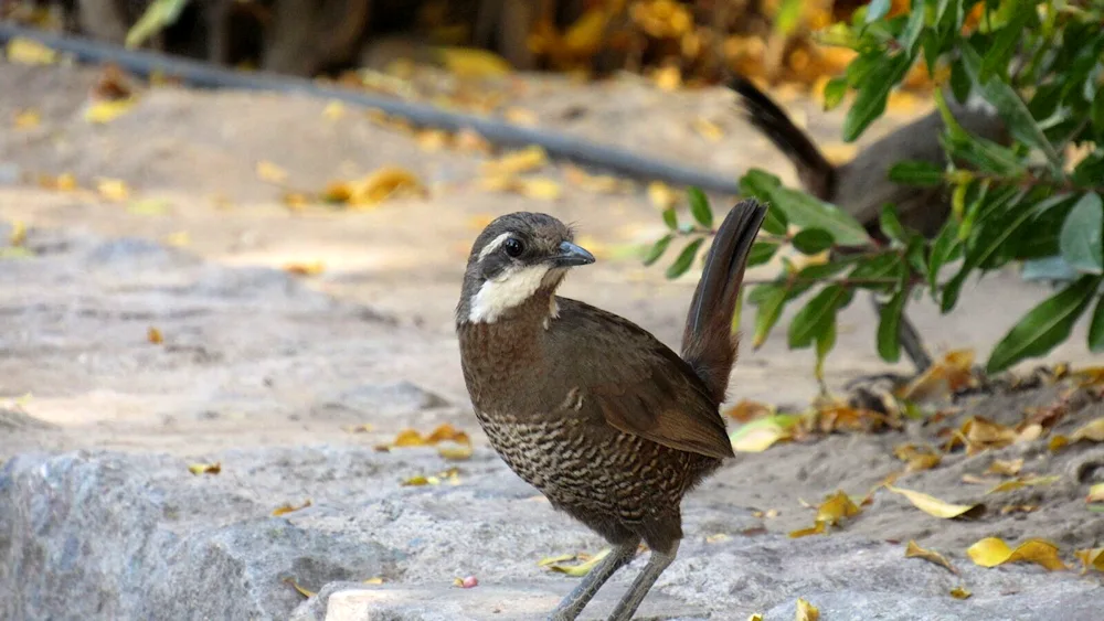 Birds of Turkey