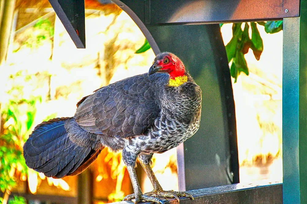 Turkish birds