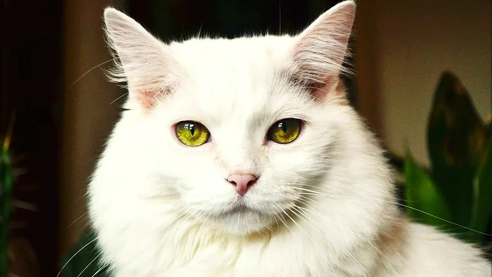 Turkish Van heterochromia